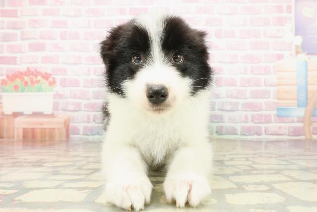 静岡県のボーダーコリー (Coo&RIKU沼津店/2025年10月16日生まれ/男の子/ブラックホワイト)の子犬の1枚目の画像