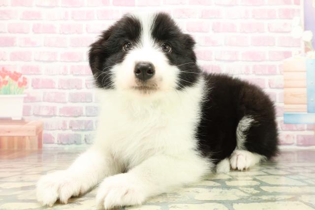 静岡県のボーダーコリー (Coo&RIKU沼津店/2025年10月16日生まれ/男の子/ブラックホワイト)の子犬の2枚目の画像