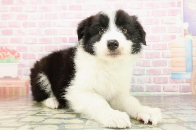 静岡県のボーダーコリー (Coo&RIKU沼津店/2025年10月16日生まれ/男の子/ブラックホワイト)の子犬の3枚目の画像