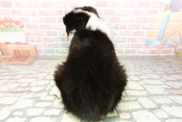 静岡県のボーダーコリー (Coo&RIKU沼津店/2025年10月16日生まれ/男の子/ブラックホワイト)の子犬の4枚目の画像