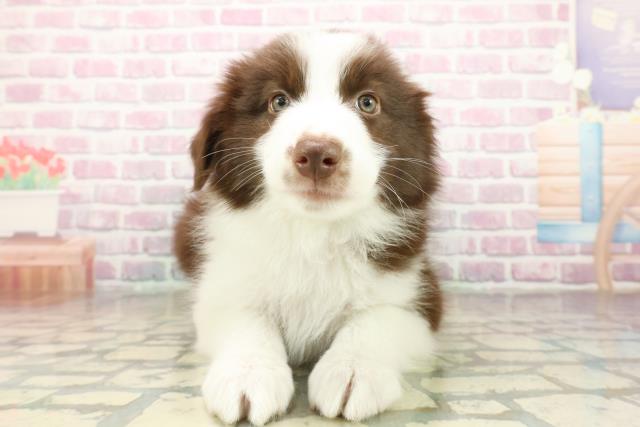 東京都のボーダーコリー (Coo&RIKU足立本店/2025年10月16日生まれ/男の子/チョコレートホワイト)の子犬の1枚目の画像