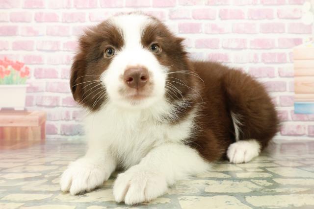 東京都のボーダーコリー (Coo&RIKU足立本店/2025年10月16日生まれ/男の子/チョコレートホワイト)の子犬の2枚目の画像