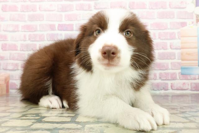 東京都のボーダーコリー (Coo&RIKU足立本店/2025年10月16日生まれ/男の子/チョコレートホワイト)の子犬の3枚目の画像