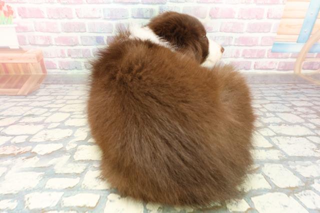 東京都のボーダーコリー (Coo&RIKU足立本店/2025年10月16日生まれ/男の子/チョコレートホワイト)の子犬の4枚目の画像