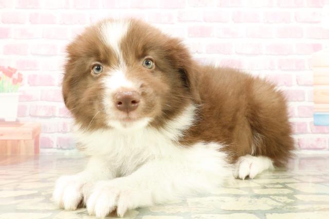 東京都のボーダーコリー (Coo&RIKU練馬店/2025年10月16日生まれ/男の子/チョコレートホワイト)の子犬の2枚目の画像