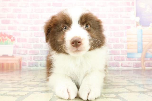 ボーダーコリー