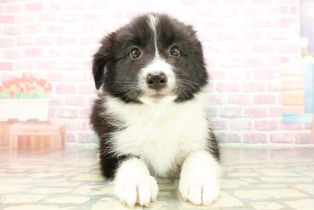 神奈川県のボーダーコリー (Coo&RIKU横浜港南台店/2025年10月16日生まれ/女の子/ブラックホワイト)の子犬の1枚目の画像