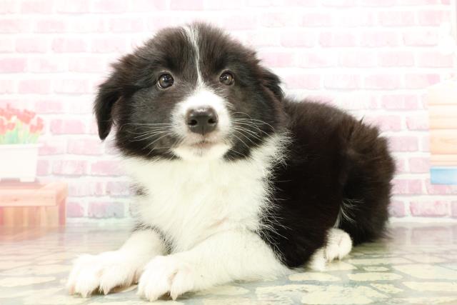 神奈川県のボーダーコリー (Coo&RIKU横浜港南台店/2025年10月16日生まれ/女の子/ブラックホワイト)の子犬の2枚目の画像