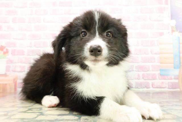 神奈川県のボーダーコリー (Coo&RIKU横浜港南台店/2025年10月16日生まれ/女の子/ブラックホワイト)の子犬の3枚目の画像