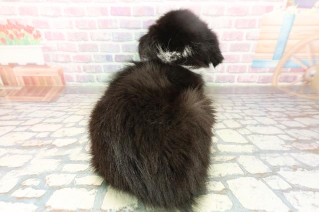 神奈川県のボーダーコリー (Coo&RIKU横浜港南台店/2025年10月16日生まれ/女の子/ブラックホワイト)の子犬の4枚目の画像