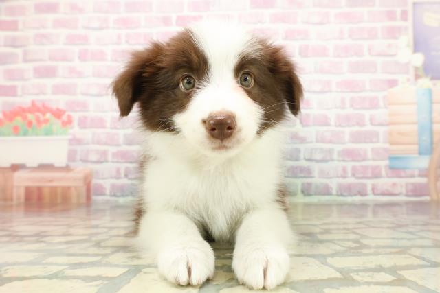 千葉県のボーダーコリー (Coo&RIKU若葉都賀店/2025年10月16日生まれ/女の子/チョコレートホワイト)の子犬の1枚目の画像