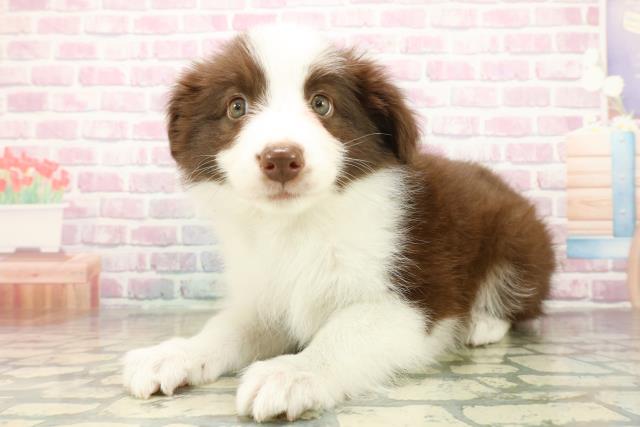 千葉県のボーダーコリー (Coo&RIKU若葉都賀店/2025年10月16日生まれ/女の子/チョコレートホワイト)の子犬の2枚目の画像