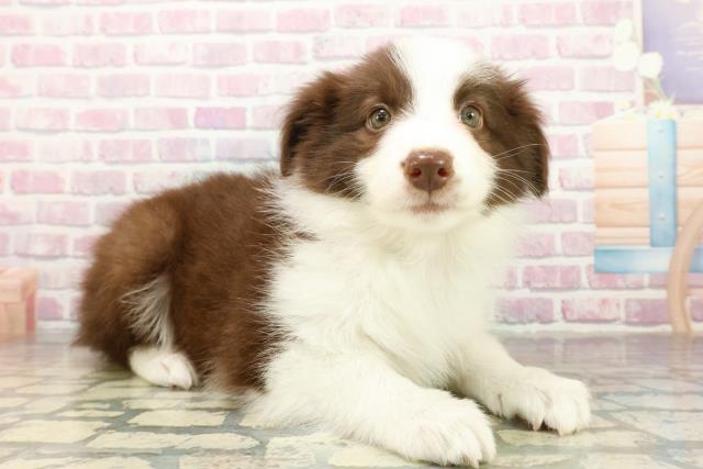 千葉県のボーダーコリー (Coo&RIKU若葉都賀店/2025年10月16日生まれ/女の子/チョコレートホワイト)の子犬の3枚目の画像