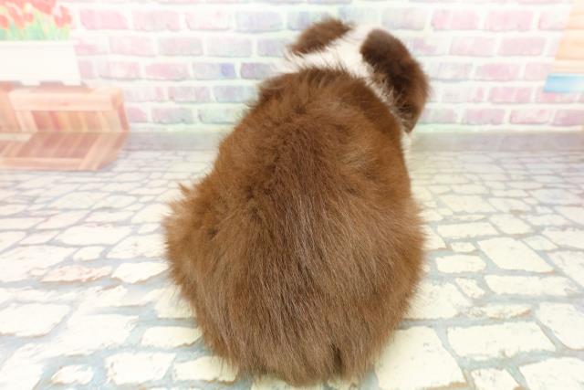 千葉県のボーダーコリー (Coo&RIKU若葉都賀店/2025年10月16日生まれ/女の子/チョコレートホワイト)の子犬の4枚目の画像