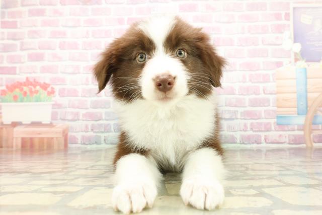 静岡県のボーダーコリー (Coo&RIKU富士店/2025年10月16日生まれ/女の子/チョコレートホワイト)の子犬の1枚目の画像