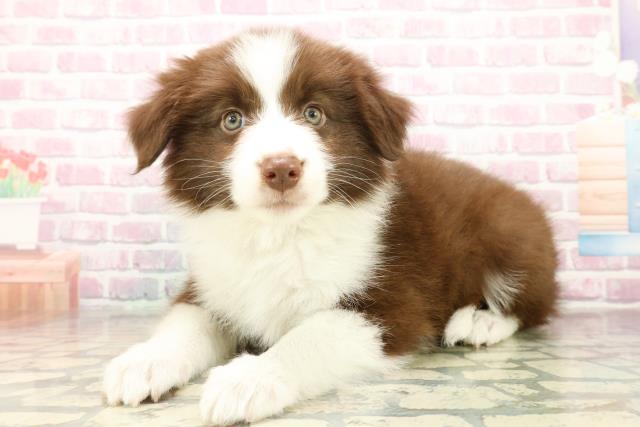 静岡県のボーダーコリー (Coo&RIKU富士店/2025年10月16日生まれ/女の子/チョコレートホワイト)の子犬の2枚目の画像