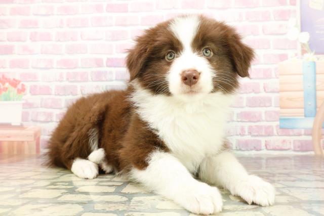 静岡県のボーダーコリー (Coo&RIKU富士店/2025年10月16日生まれ/女の子/チョコレートホワイト)の子犬の3枚目の画像