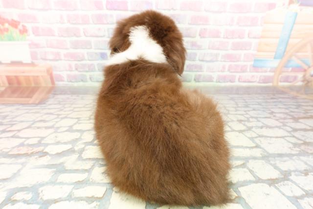 静岡県のボーダーコリー (Coo&RIKU富士店/2025年10月16日生まれ/女の子/チョコレートホワイト)の子犬の4枚目の画像