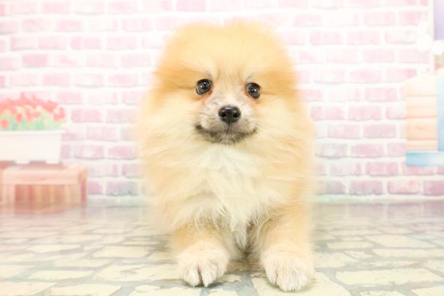 茨城県のポメラニアン (Coo&RIKU筑西店/2025年10月18日生まれ/男の子/オレンジ)の子犬の1枚目の画像