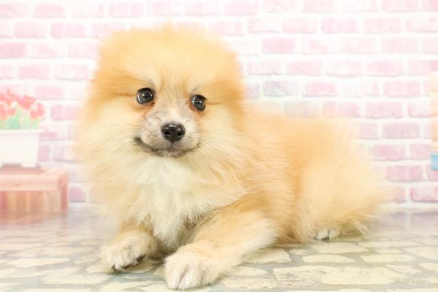 茨城県のポメラニアン (Coo&RIKU筑西店/2025年10月18日生まれ/男の子/オレンジ)の子犬の2枚目の画像