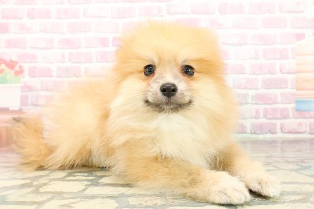 茨城県のポメラニアン (Coo&RIKU筑西店/2025年10月18日生まれ/男の子/オレンジ)の子犬の3枚目の画像