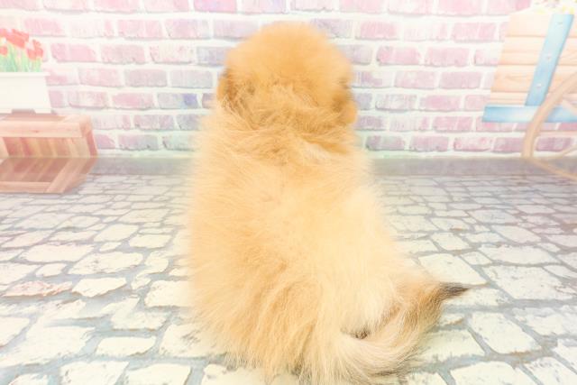 茨城県のポメラニアン (Coo&RIKU筑西店/2025年10月18日生まれ/男の子/オレンジ)の子犬の4枚目の画像