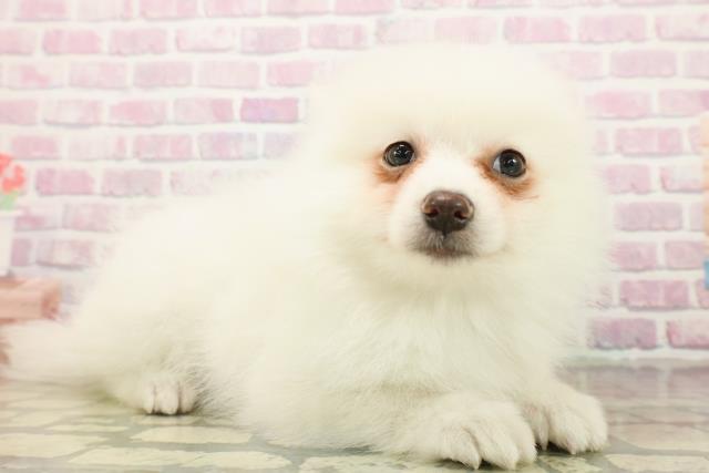 茨城県のポメラニアン (Coo&RIKU日立店/2025年10月18日生まれ/男の子/クリーム)の子犬の3枚目の画像