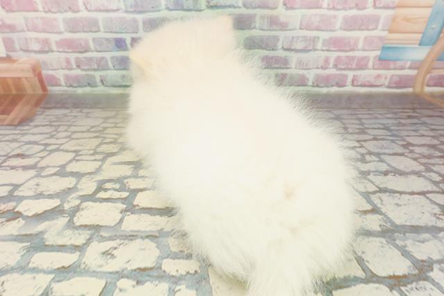 茨城県のポメラニアン (Coo&RIKU日立店/2025年10月18日生まれ/男の子/クリーム)の子犬の4枚目の画像