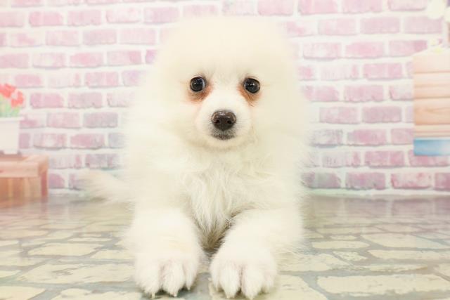 千葉県のポメラニアン (Coo&RIKU若葉都賀店/2025年10月18日生まれ/女の子/クリーム)の子犬の1枚目の画像