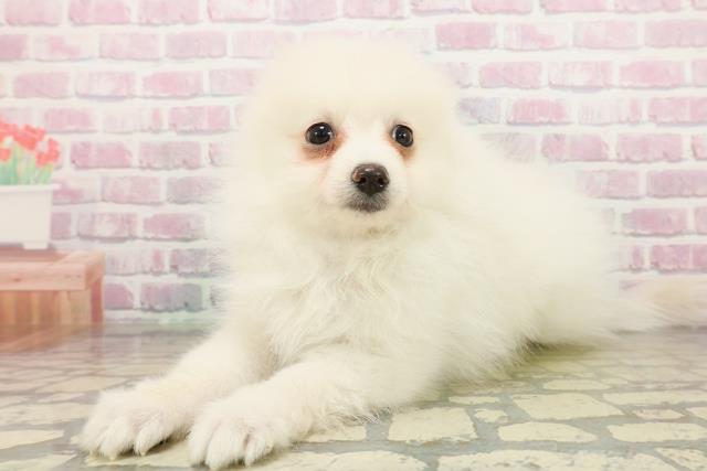 千葉県のポメラニアン (Coo&RIKU若葉都賀店/2025年10月18日生まれ/女の子/クリーム)の子犬の2枚目の画像