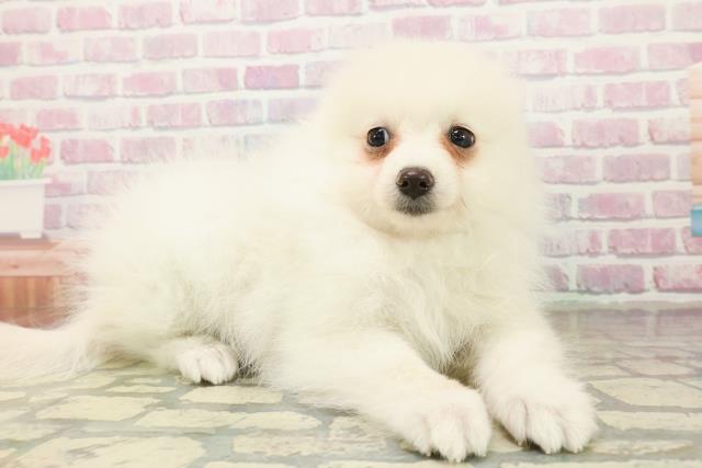 千葉県のポメラニアン (Coo&RIKU若葉都賀店/2025年10月18日生まれ/女の子/クリーム)の子犬の3枚目の画像