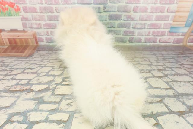 千葉県のポメラニアン (Coo&RIKU若葉都賀店/2025年10月18日生まれ/女の子/クリーム)の子犬の4枚目の画像