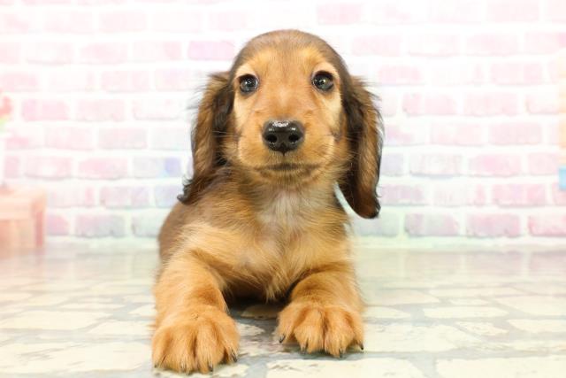 埼玉県のミニチュアダックスフンド(ロング) (Coo&RIKU所沢店/2025年10月18日生まれ/男の子/シェーデットレッド)の子犬の1枚目の画像