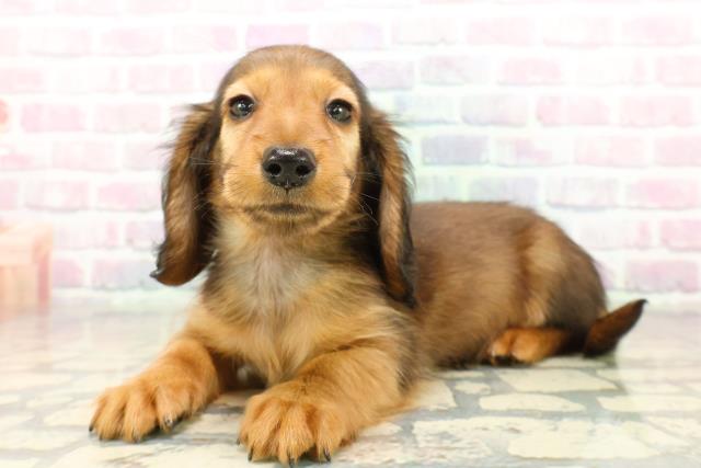 埼玉県のミニチュアダックスフンド(ロング) (Coo&RIKU所沢店/2025年10月18日生まれ/男の子/シェーデットレッド)の子犬の2枚目の画像