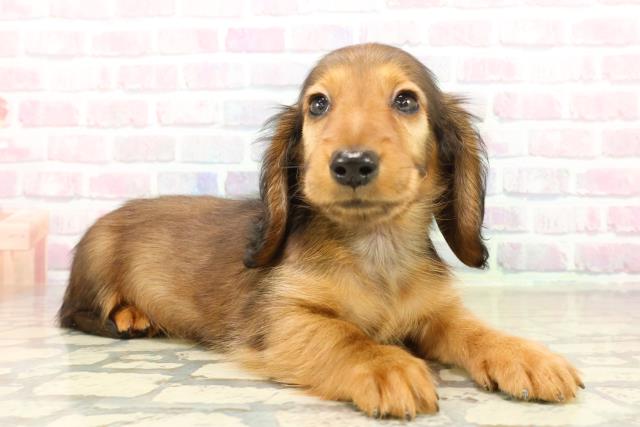 埼玉県のミニチュアダックスフンド(ロング) (Coo&RIKU所沢店/2025年10月18日生まれ/男の子/シェーデットレッド)の子犬の3枚目の画像