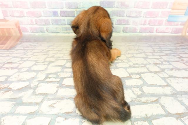 埼玉県のミニチュアダックスフンド(ロング) (Coo&RIKU所沢店/2025年10月18日生まれ/男の子/シェーデットレッド)の子犬の4枚目の画像