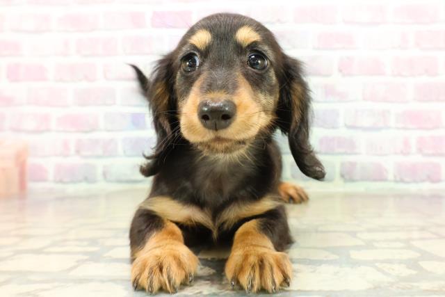 ミニチュア・ダックスフンド