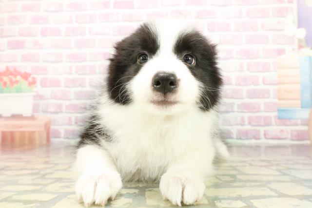 千葉県のボーダーコリー (Coo&RIKUアクロスモール新鎌ケ谷店/2025年10月18日生まれ/男の子/ブラックホワイト)の子犬の1枚目の画像