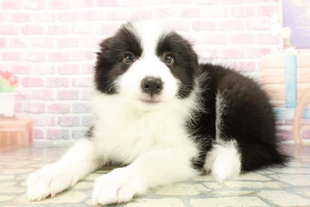 千葉県のボーダーコリー (Coo&RIKUアクロスモール新鎌ケ谷店/2025年10月18日生まれ/男の子/ブラックホワイト)の子犬の2枚目の画像