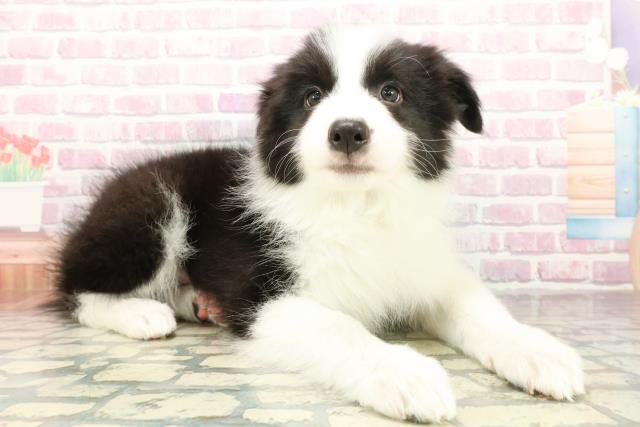 千葉県のボーダーコリー (Coo&RIKUアクロスモール新鎌ケ谷店/2025年10月18日生まれ/男の子/ブラックホワイト)の子犬の3枚目の画像