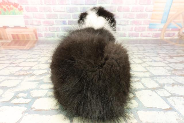 千葉県のボーダーコリー (Coo&RIKUアクロスモール新鎌ケ谷店/2025年10月18日生まれ/男の子/ブラックホワイト)の子犬の4枚目の画像