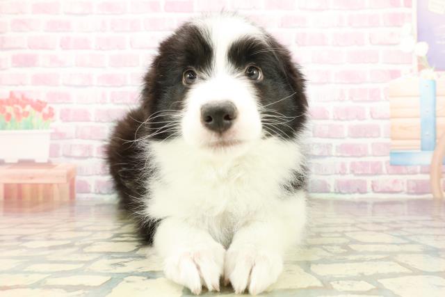 千葉県のボーダーコリー (Coo&RIKUフレスポ稲毛店/2025年10月18日生まれ/男の子/ブラックホワイト)の子犬の1枚目の画像