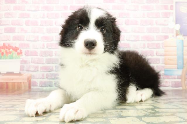 千葉県のボーダーコリー (Coo&RIKUフレスポ稲毛店/2025年10月18日生まれ/男の子/ブラックホワイト)の子犬の2枚目の画像