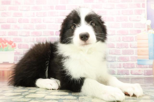 千葉県のボーダーコリー (Coo&RIKUフレスポ稲毛店/2025年10月18日生まれ/男の子/ブラックホワイト)の子犬の3枚目の画像