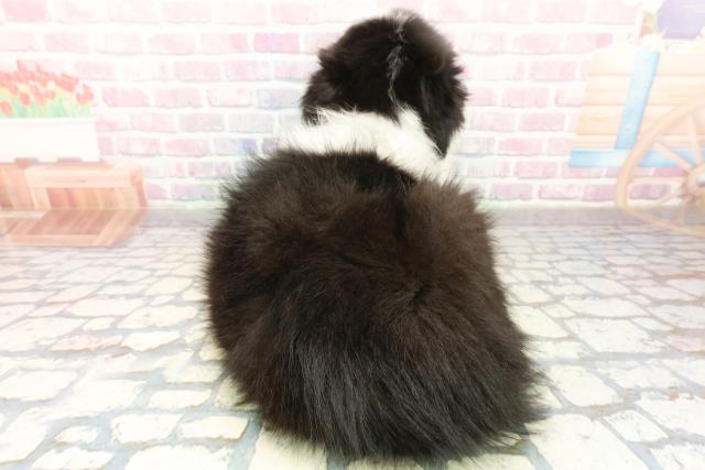 千葉県のボーダーコリー (Coo&RIKUフレスポ稲毛店/2025年10月18日生まれ/男の子/ブラックホワイト)の子犬の4枚目の画像