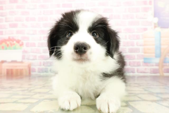 神奈川県のボーダーコリー (Coo&RIKU小田原店/2025年10月18日生まれ/男の子/ブラックホワイト)の子犬の1枚目の画像