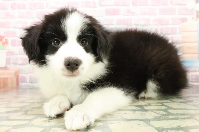 神奈川県のボーダーコリー (Coo&RIKU小田原店/2025年10月18日生まれ/男の子/ブラックホワイト)の子犬の2枚目の画像