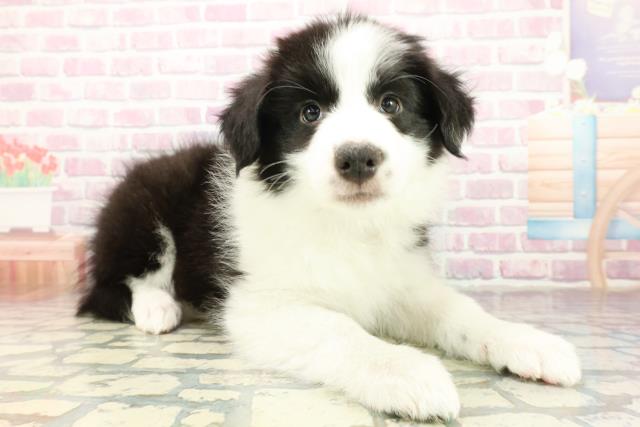 神奈川県のボーダーコリー (Coo&RIKU小田原店/2025年10月18日生まれ/男の子/ブラックホワイト)の子犬の3枚目の画像