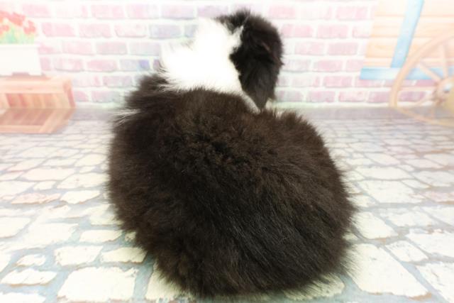 神奈川県のボーダーコリー (Coo&RIKU小田原店/2025年10月18日生まれ/男の子/ブラックホワイト)の子犬の4枚目の画像