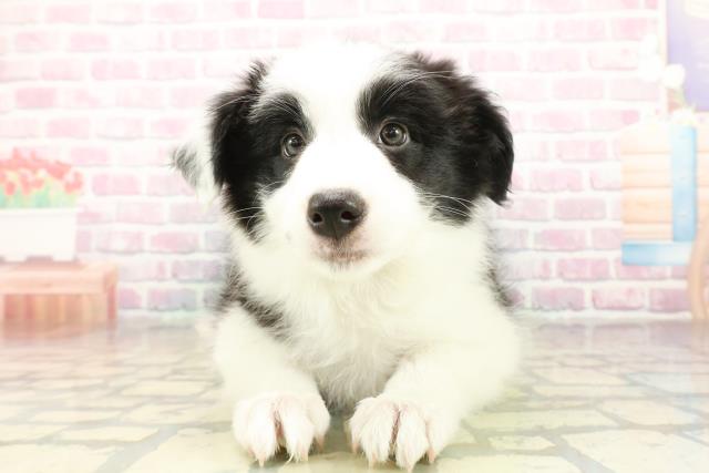 神奈川県のボーダーコリー (Coo&RIKU藤沢店/2025年10月18日生まれ/女の子/ブラックホワイト)の子犬の1枚目の画像